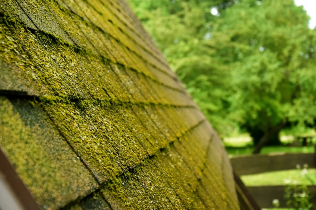 close up to roof with moss