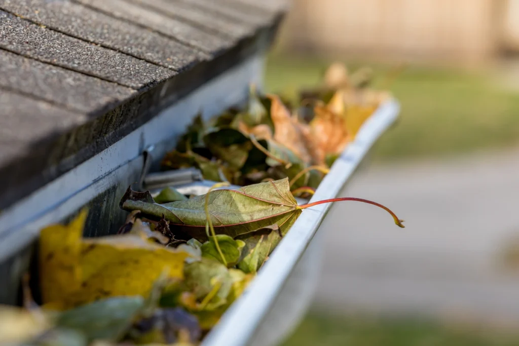 leaves in gutters
